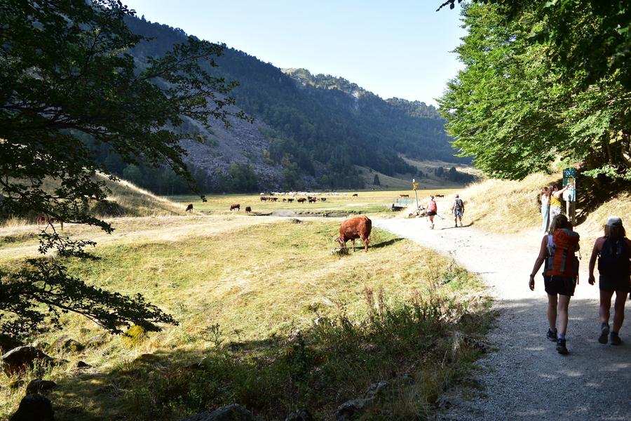 Photo d'un chemin de rando en fond de vallée, des animaux (vaches et chevaux) paissent. Il faut imaginer le bruit des cloches, et la chaleur qui commence déjà à monter.