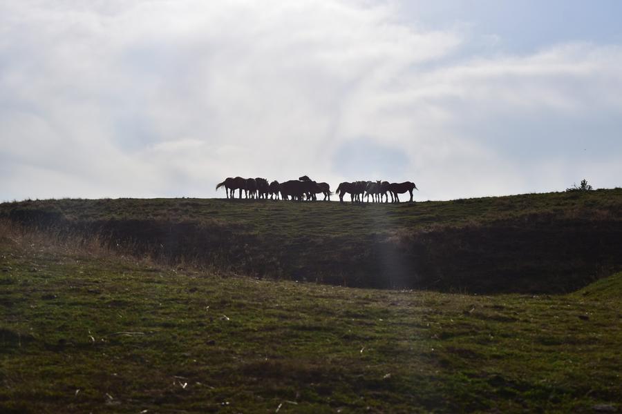 Photo un peu à contre-jour d'un petit groupe de chevaux en haut d'une colline.