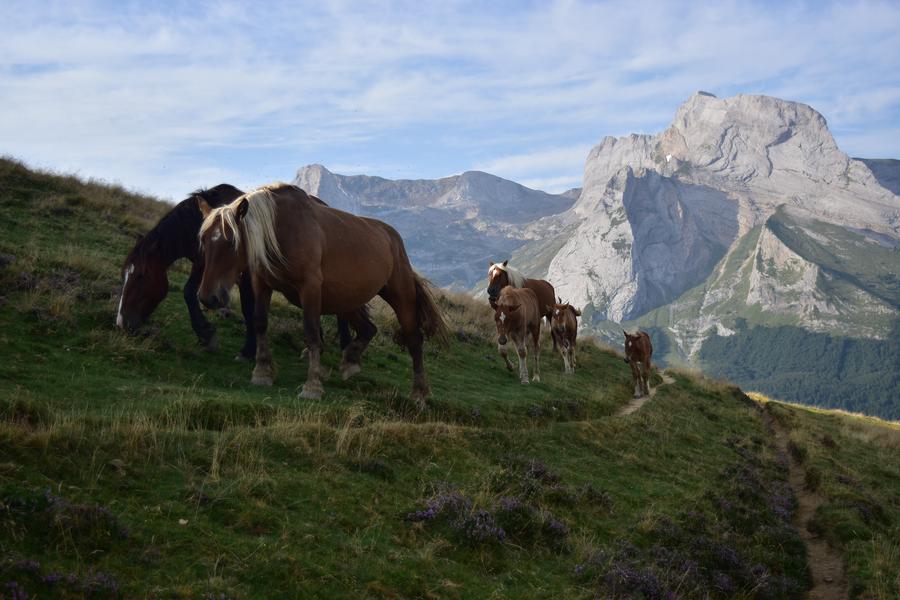 Photo d'un petit groupe de chevaux vus de face. On est sur une pente qui coupe la photo en diagonale, au fond on voit des montagnes éclairées par le soleil.