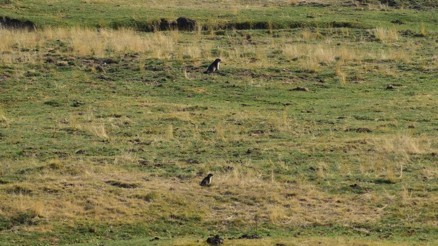 Deux marmottes, petites car assez loin, qui surveillent l'horizon.